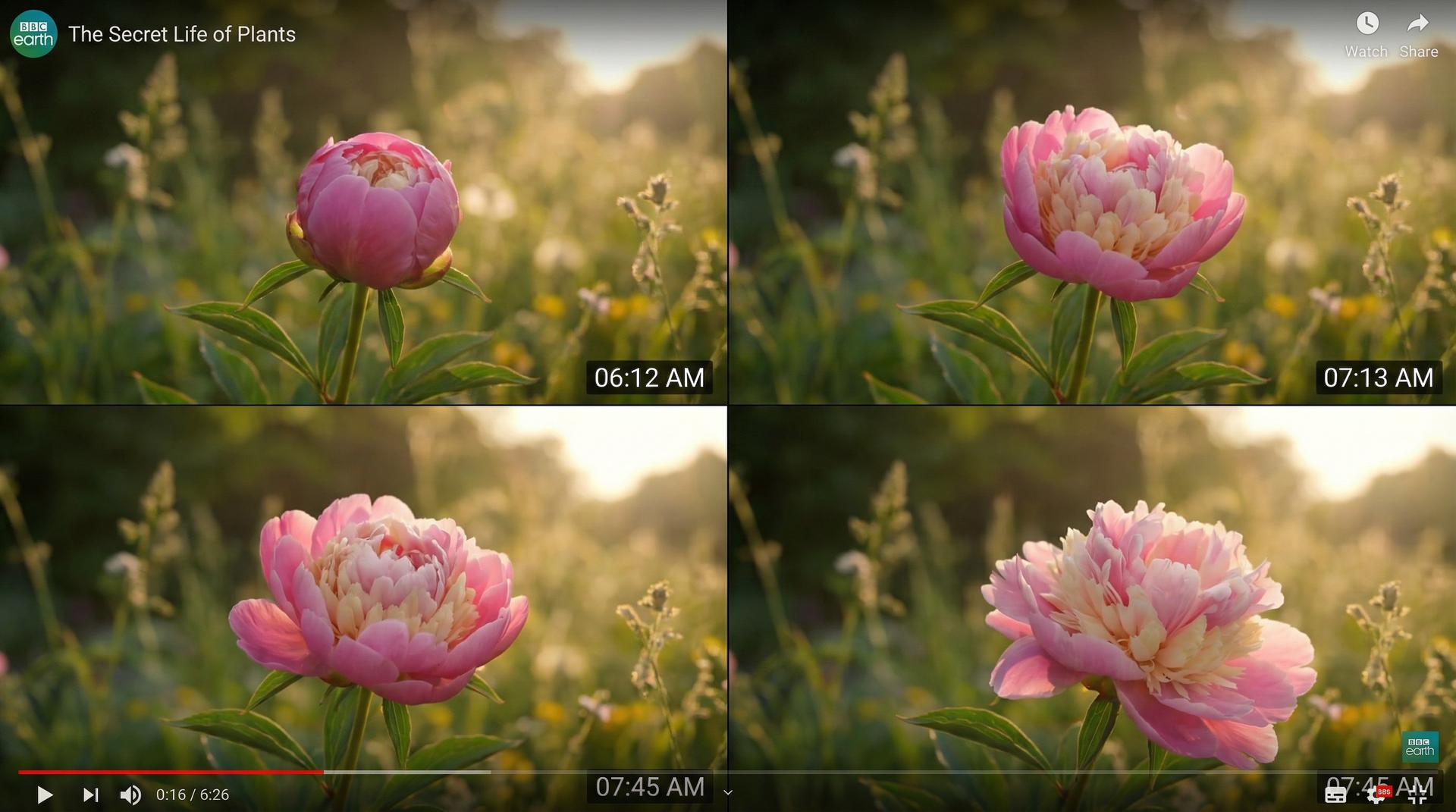 香蕉视频植物视频